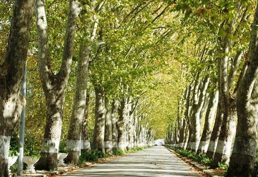 Pensao Lourenco Curia Dış mekan fotoğraf